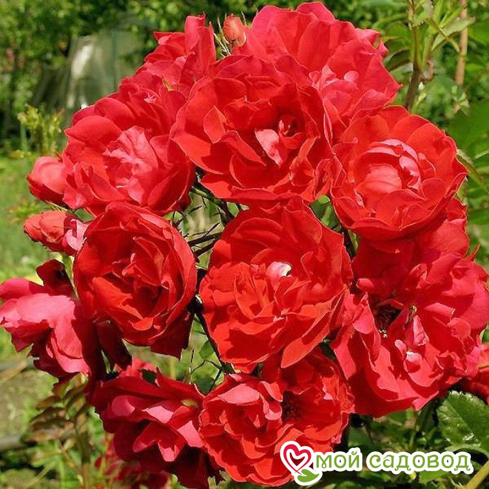 Роза Скарлет Мейяндекор