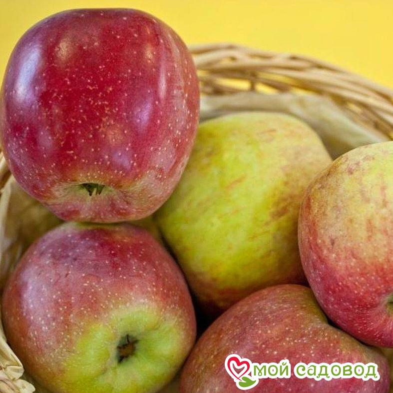 Яблоня Флорина