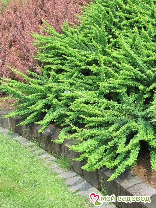 Барбарис Тунберга «Грин Карпет»