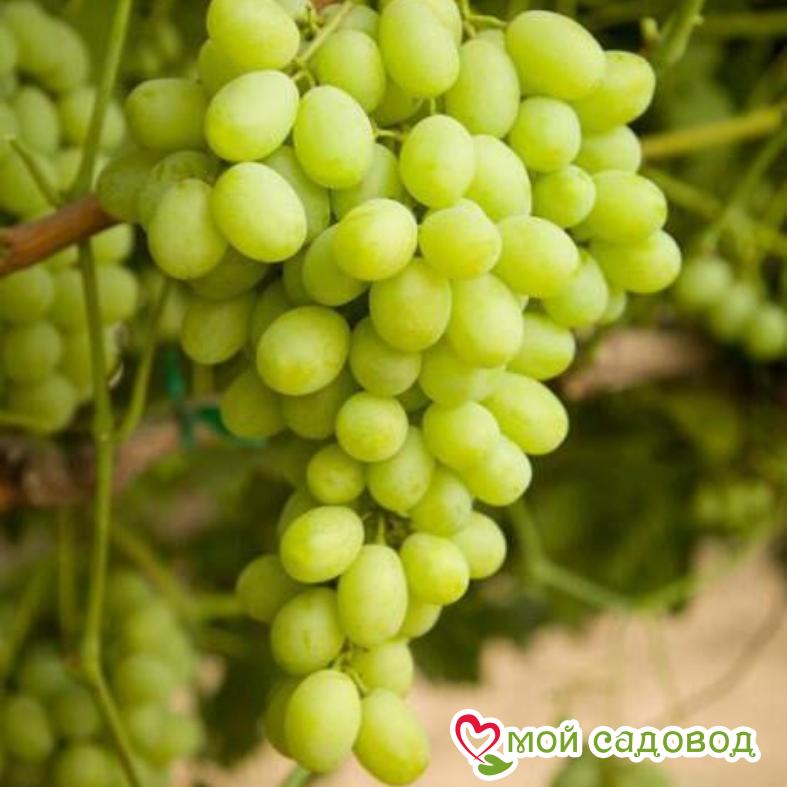 Виноград Ланселот