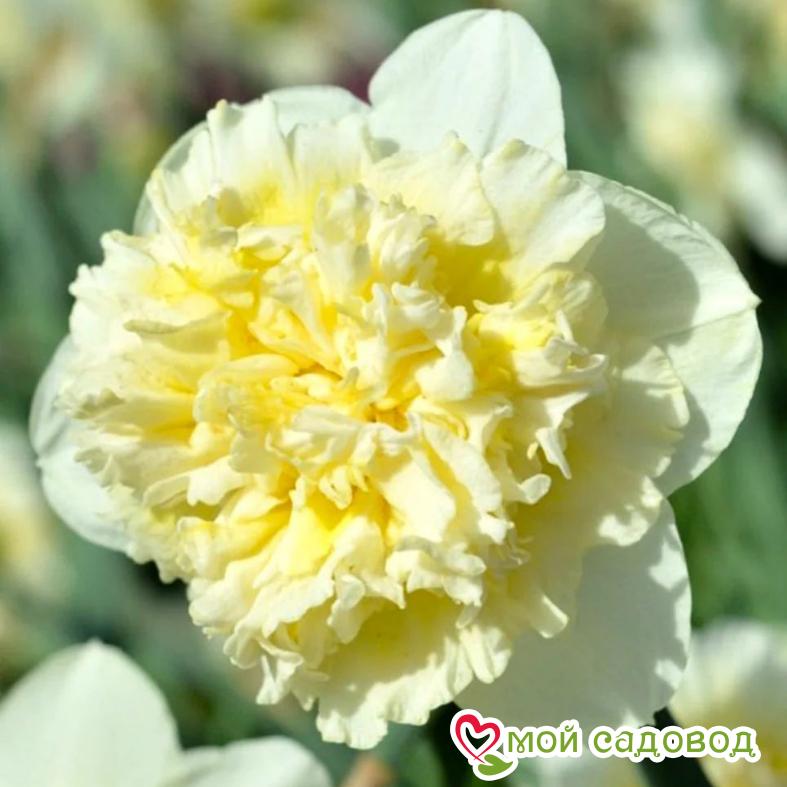 Нарцисс махровый Айс Кинг