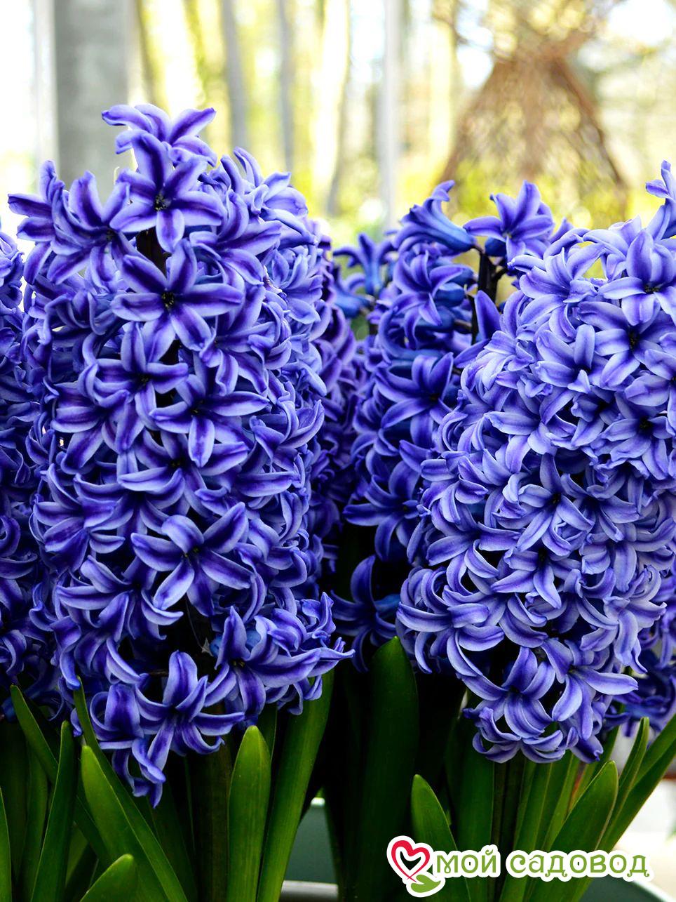 Гиацинт Блю Джекет