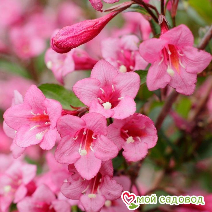 Вейгела цветущая "Румба"