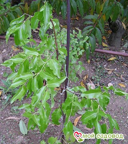 Зизифус Мори Джер